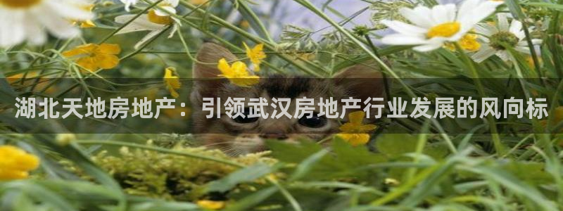 万向娱乐官网网址是什么